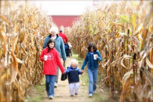 rochester-corn-maze
